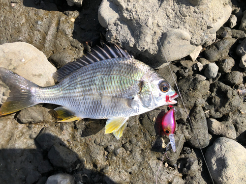 キビレの釣果