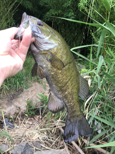 スモールマウスバスの釣果