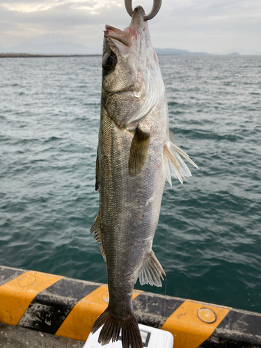 スズキの釣果