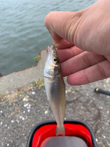 キスの釣果