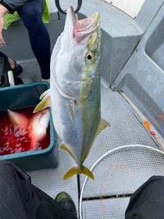 メジロの釣果