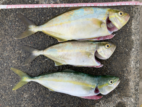 ショゴの釣果