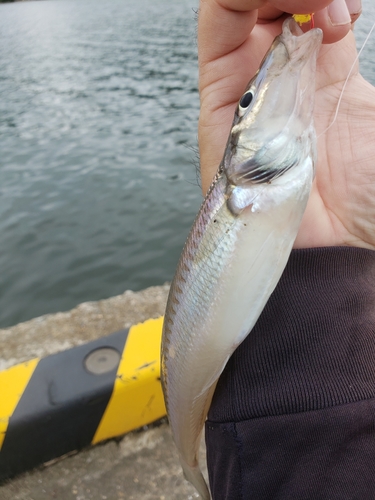 キスの釣果