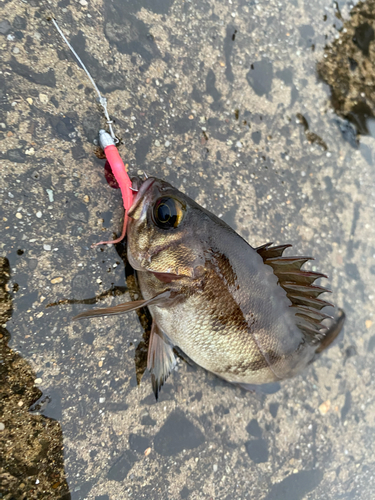 クロメバルの釣果