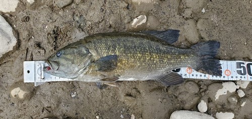 スモールマウスバスの釣果