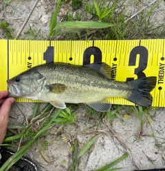 ブラックバスの釣果