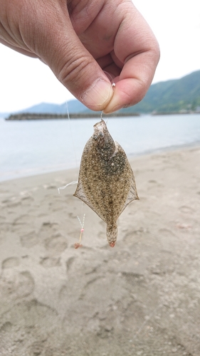 カレイの釣果