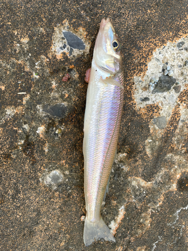 キスの釣果