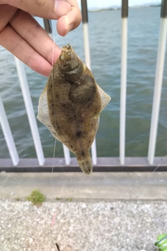 カレイの釣果