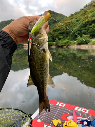 ラージマウスバスの釣果