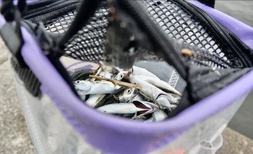 サバの釣果