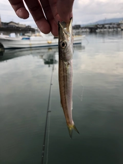 カマスの釣果