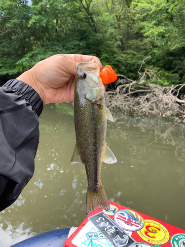 ラージマウスバスの釣果