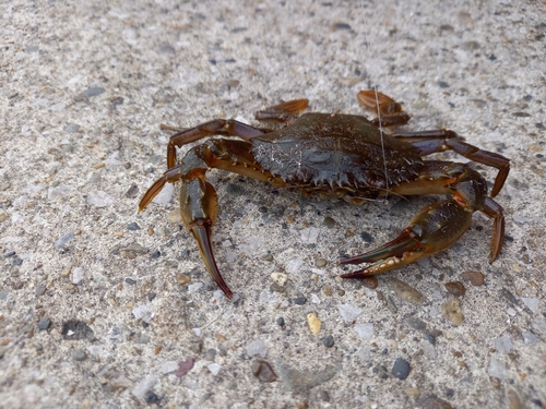 カニの釣果