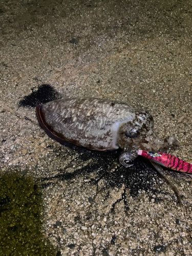 コウイカの釣果