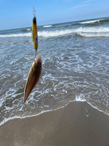 シタビラメの釣果