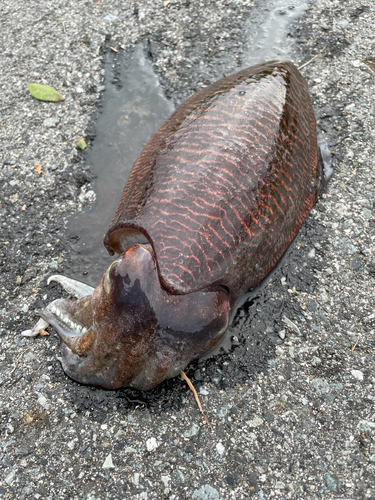 コウイカの釣果