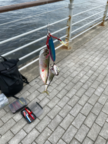 サバの釣果