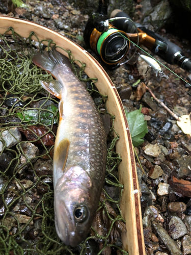 イワナの釣果