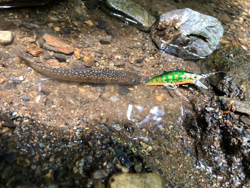 イワナの釣果