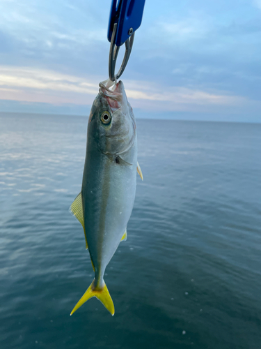 ワカシの釣果