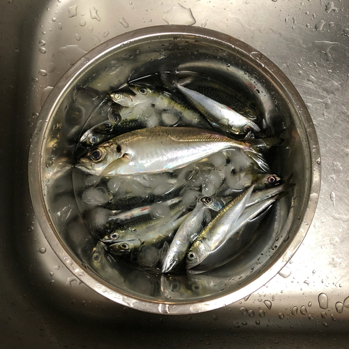 アジの釣果