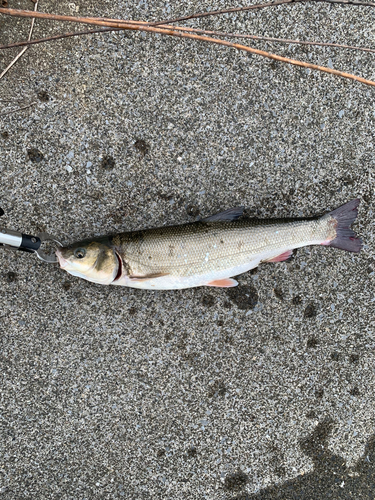 ウグイの釣果