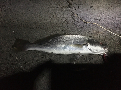 ニベの釣果