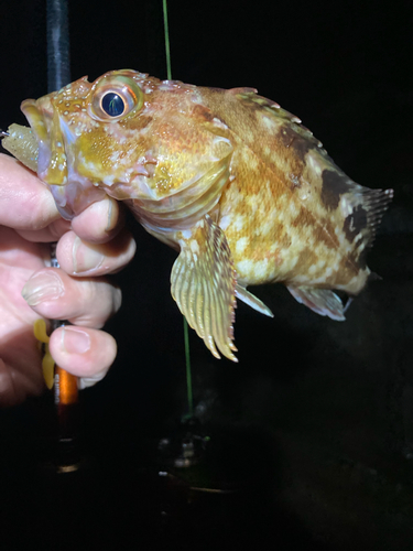 カサゴの釣果