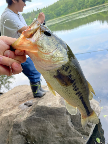 ラージマウスバスの釣果