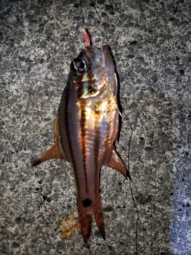 オオスジイシモチの釣果