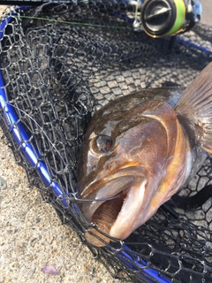 アイナメの釣果