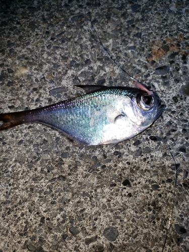 ツマグロハタンポの釣果