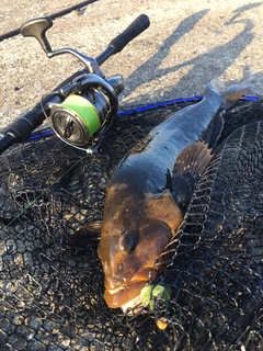 アイナメの釣果