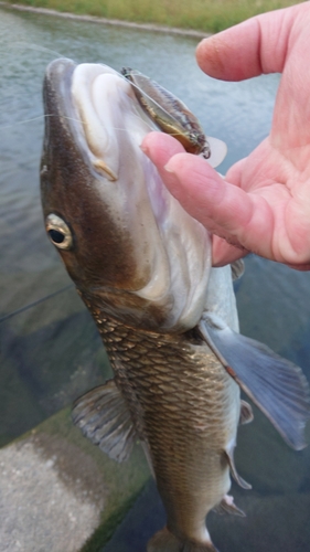 ニゴイの釣果