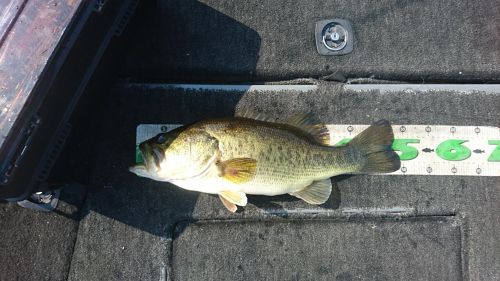 ブラックバスの釣果