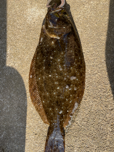 ヒラメの釣果