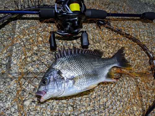 キビレの釣果