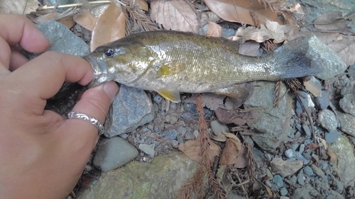 スモールマウスバスの釣果