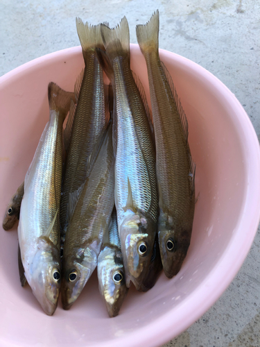 キスの釣果