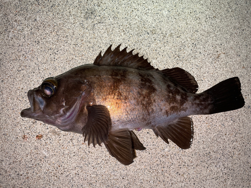 メバルの釣果