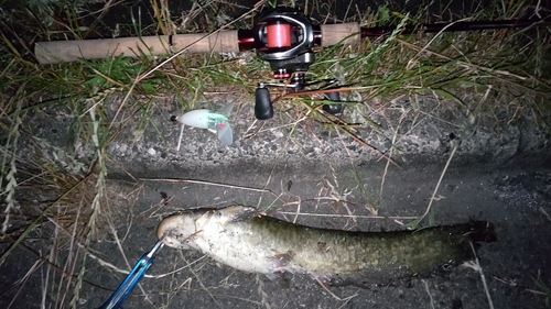 ナマズの釣果