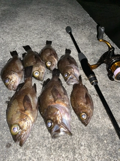 クロメバルの釣果