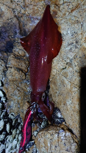 ケンサキイカの釣果