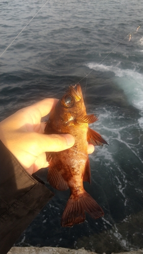 アカメバルの釣果