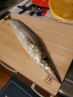 カマスの釣果