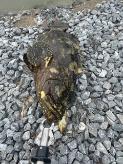 タマカイの釣果