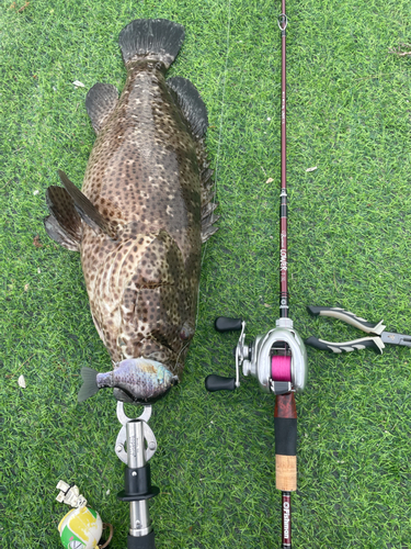 チャイロマルハタの釣果