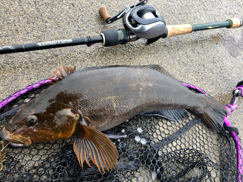 アイナメの釣果