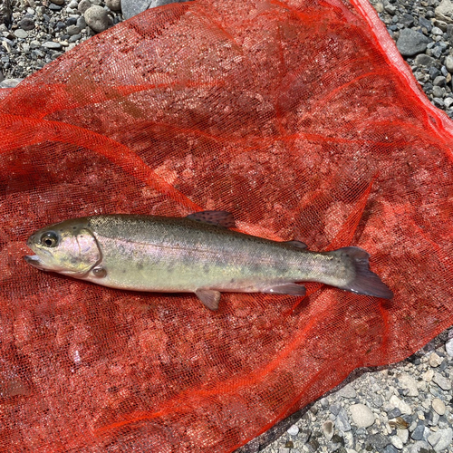 ニジマスの釣果